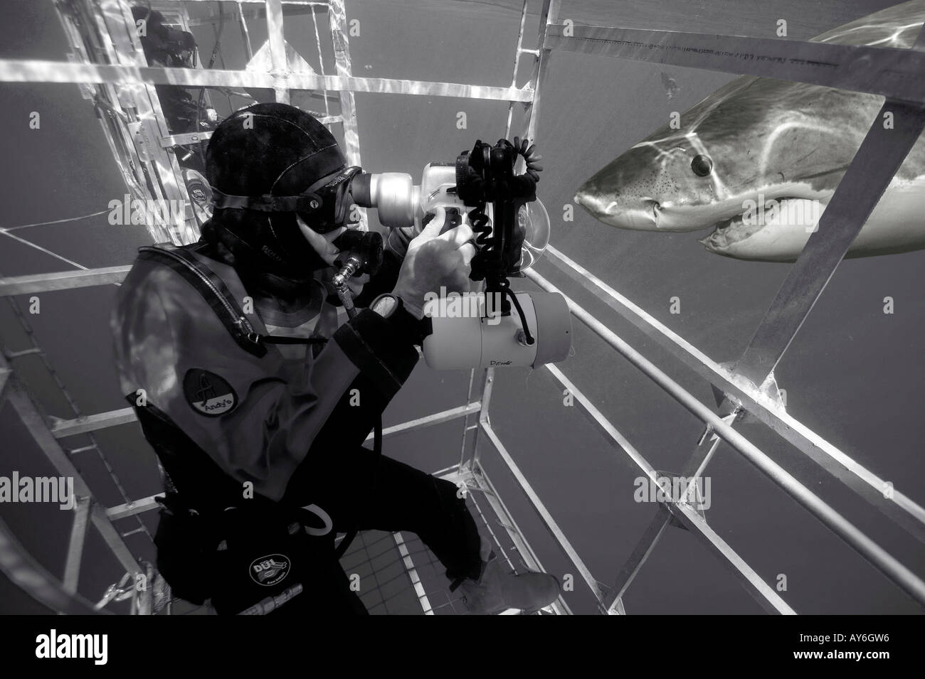 DIGITAL COMPOSITE TWO SHOTS FROM SAME LOCATION SAME DAY UNDERWATER PHOTOGRAPHER IN SHARK CAGE TAKING PICTURE OF GREAT WHITE Stock Photo