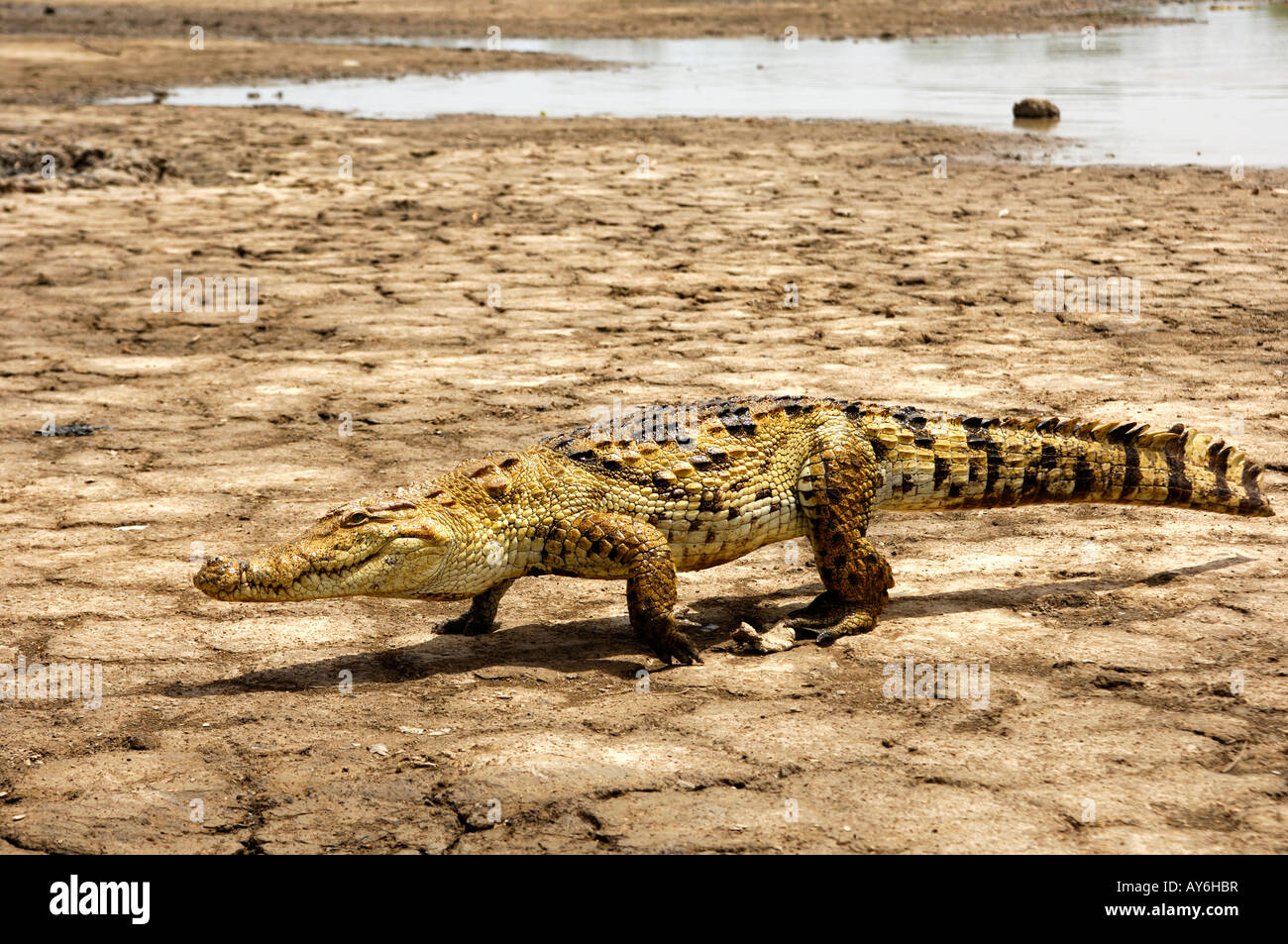 Nile crocodile Crocodylus niloticus walking along the shores of the lake of Sacred Crocodiles in Bazoulé, Burkina Faso Stock Photo