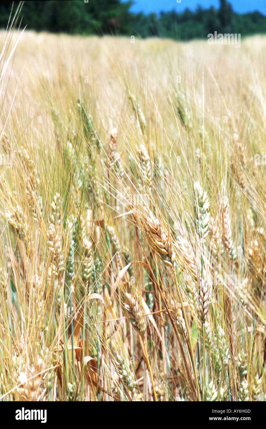 Provence Champ de blé Plateau de Valensole Stock Photo
