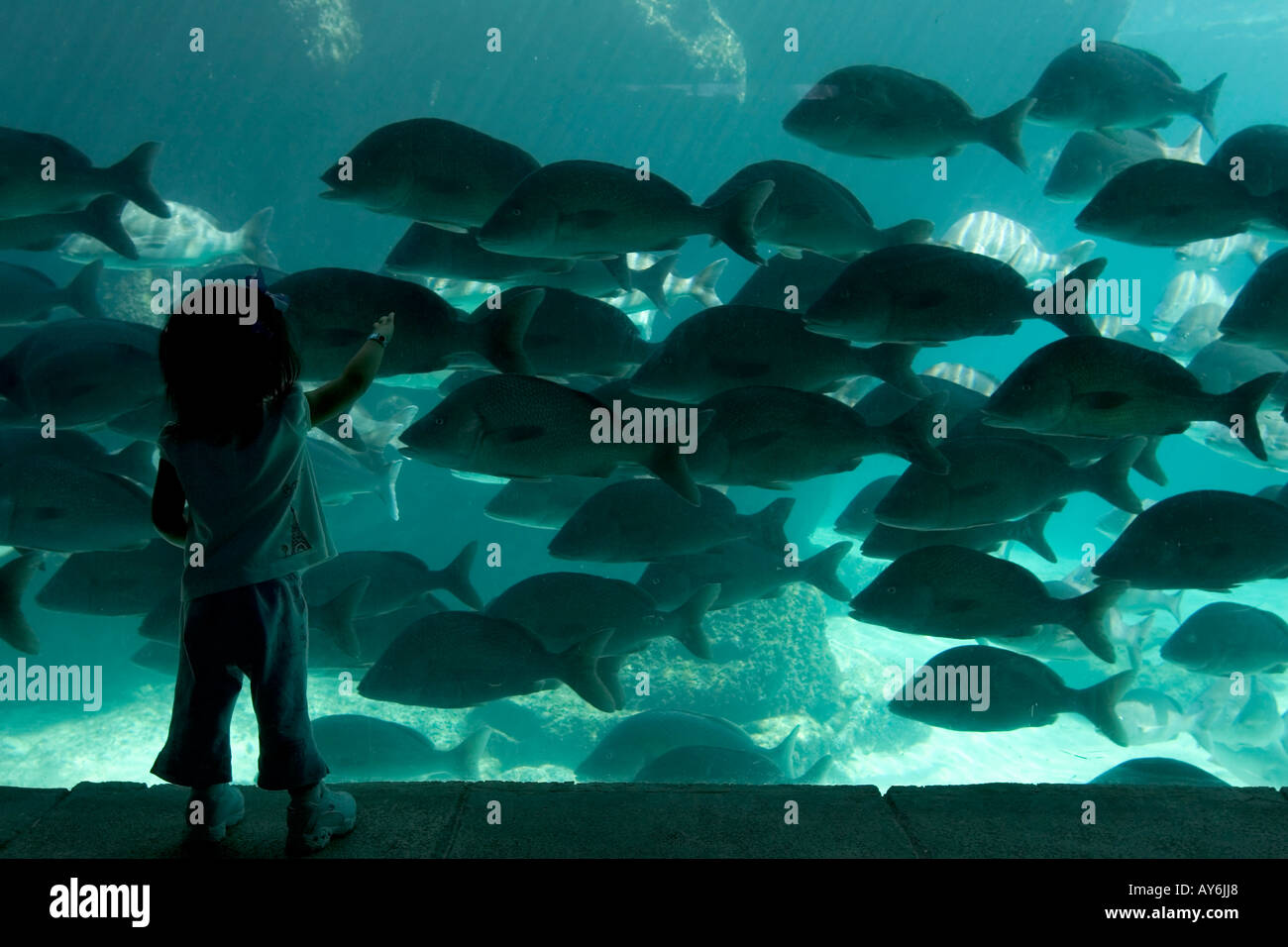 A CHILD REACHES OUT IN AN ATTEMPT TO TOUCH A SCHOOL OF WHITE MARGATES THROUGH THE AQUARIUM GLASS AT ATLANTIS RESORT BAHAMAS Stock Photo