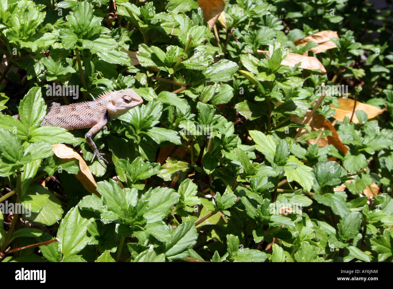 Lizard in Undergrowth [Bandos Island, Kaafu Atoll, Maldives, Asia].                                                            . Stock Photo