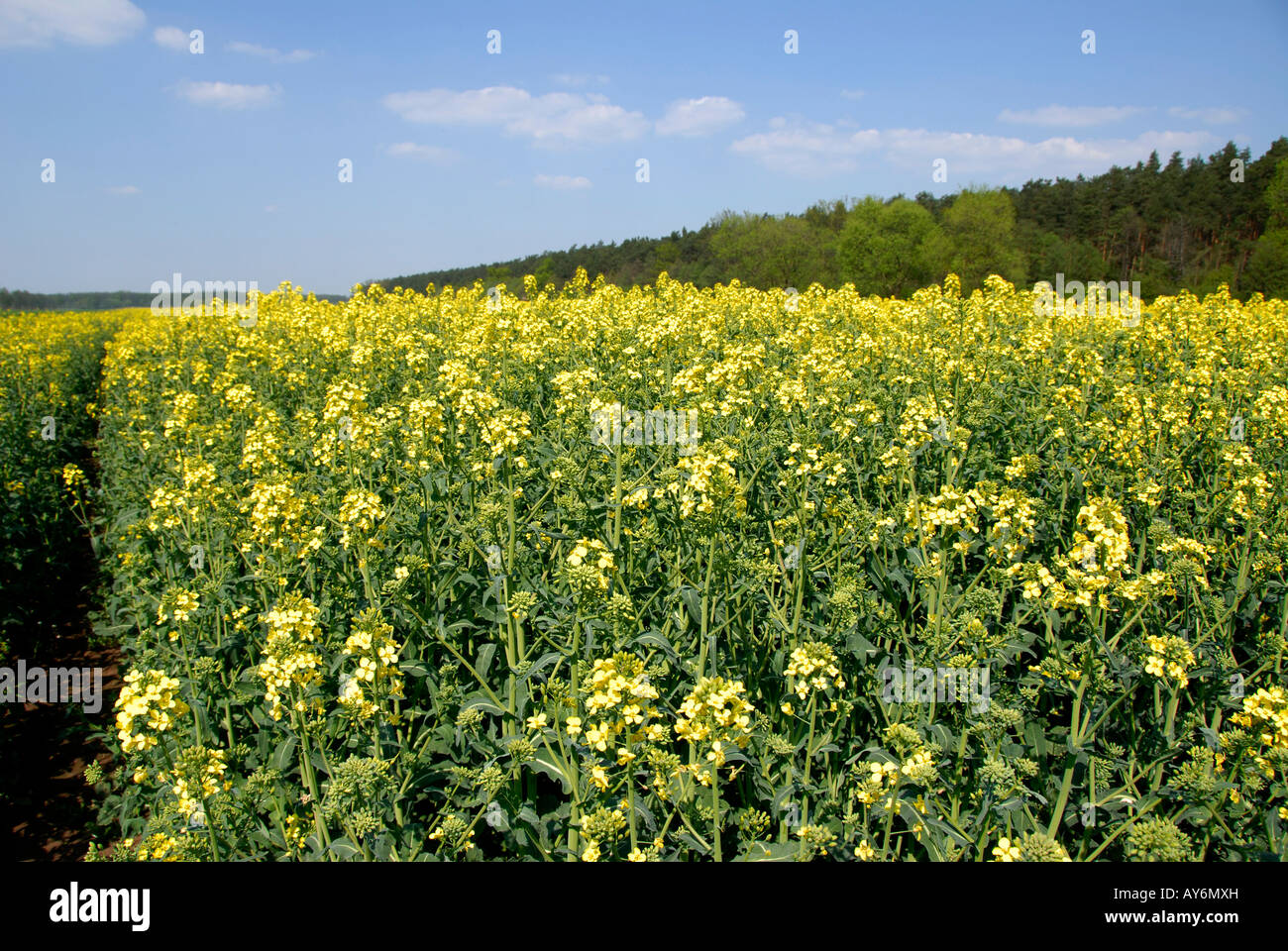 Field of oil seed rape Stock Photo - Alamy