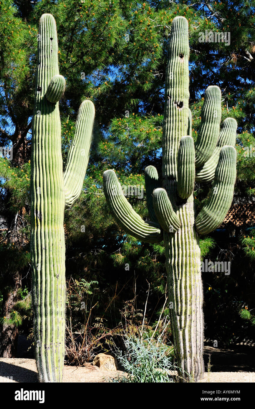 Saguaro Cactus in Phoenix Arizona Southwest North America Stock Photo