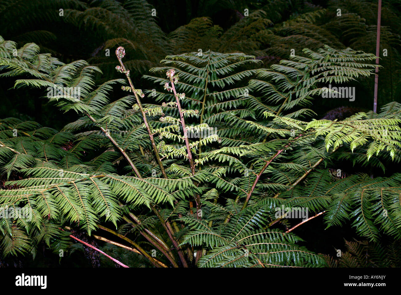 Tree Fern-Cyathea species- Family Cyatheaceae Stock Photo