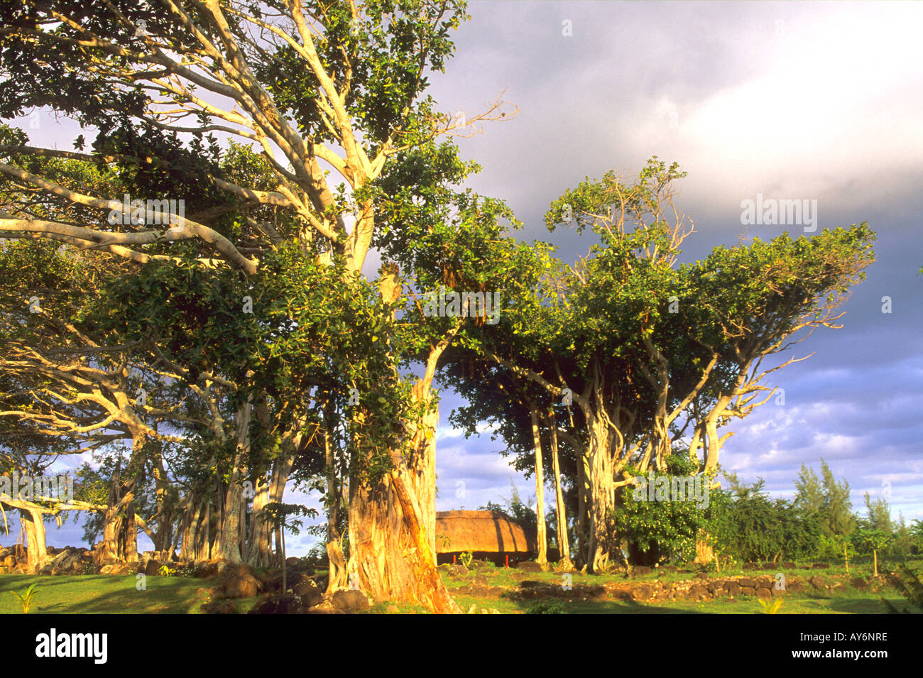 East Flacq 'Centre de Flacq'  Banyan trees Stock Photo