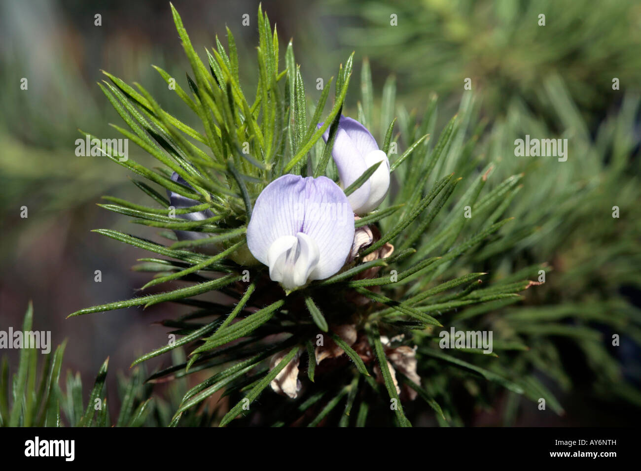 Devil's Pins/Pea Flower- Hovea pungens cultivar- Family Fabaceae Stock Photo