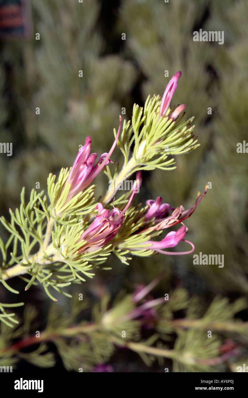 Prostrate Woollybush- Adenanthos meissneri-Family Proteaceae Stock Photo