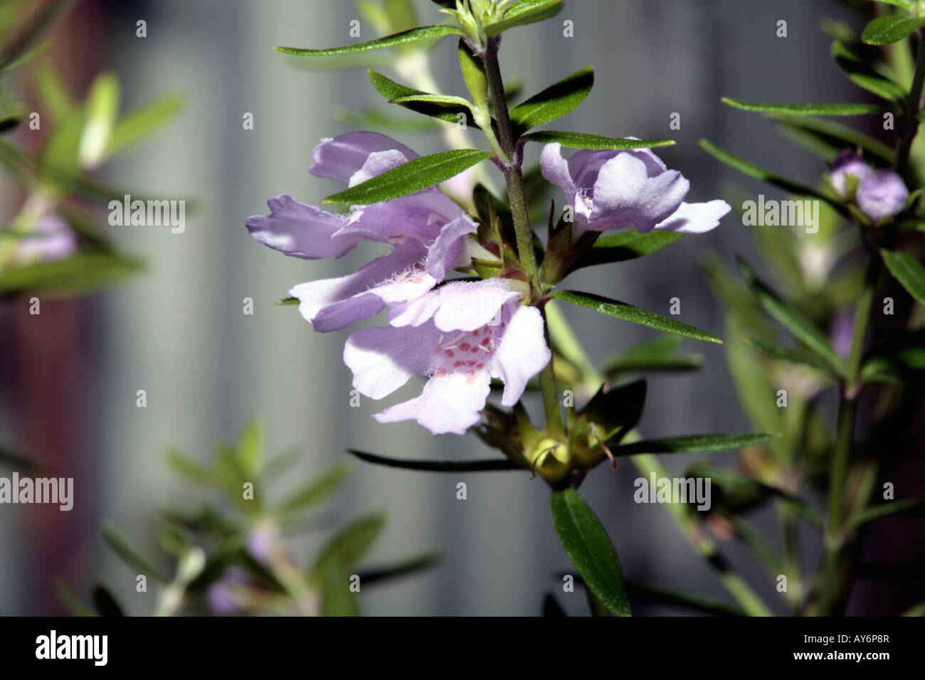 'Glabra Cadabra'-Westringia glabra cadabra-Family Lamiaceae Stock Photo