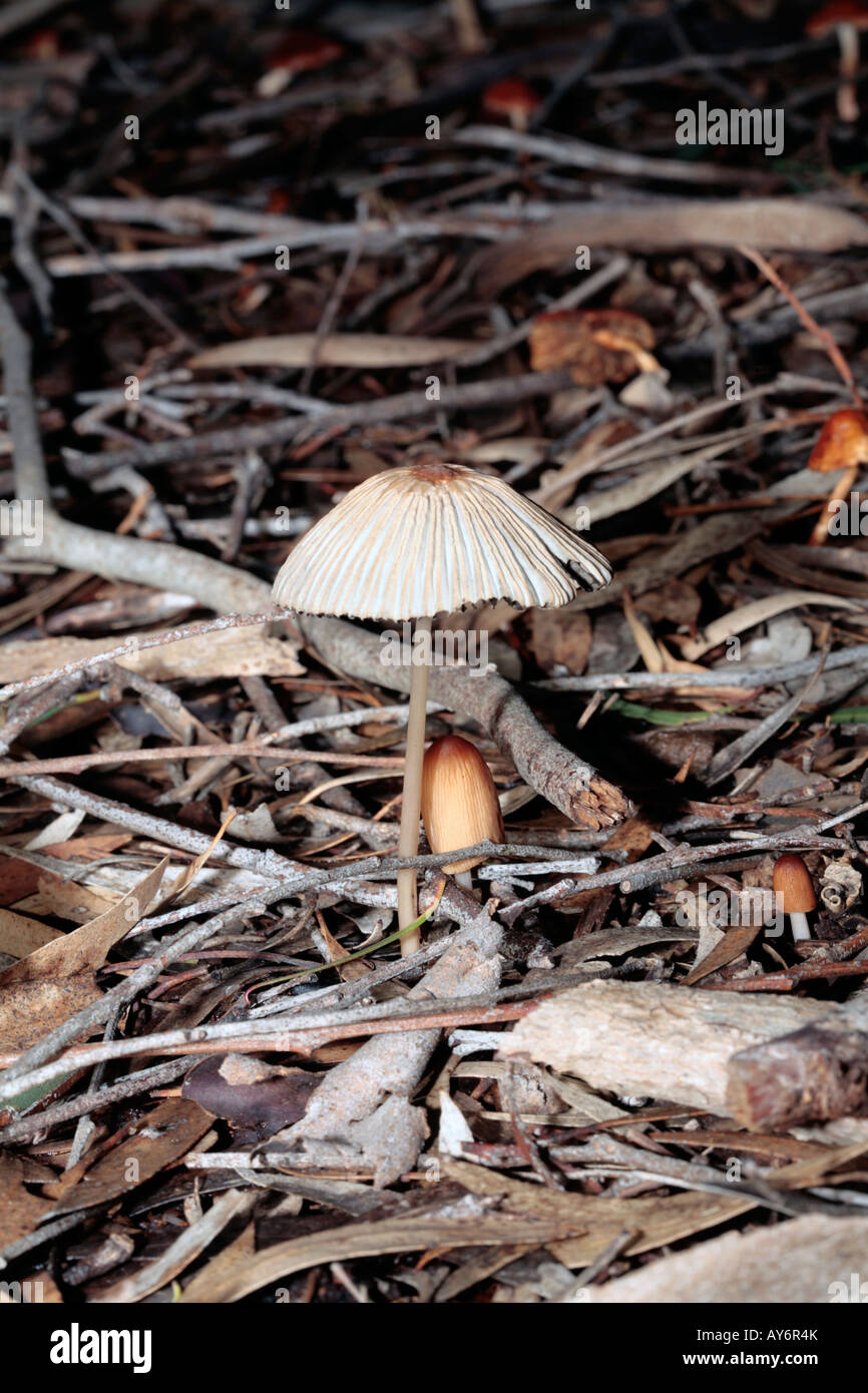 The Fern Mycena-Mycena epipterygia- Tricholomatales Stock Photo