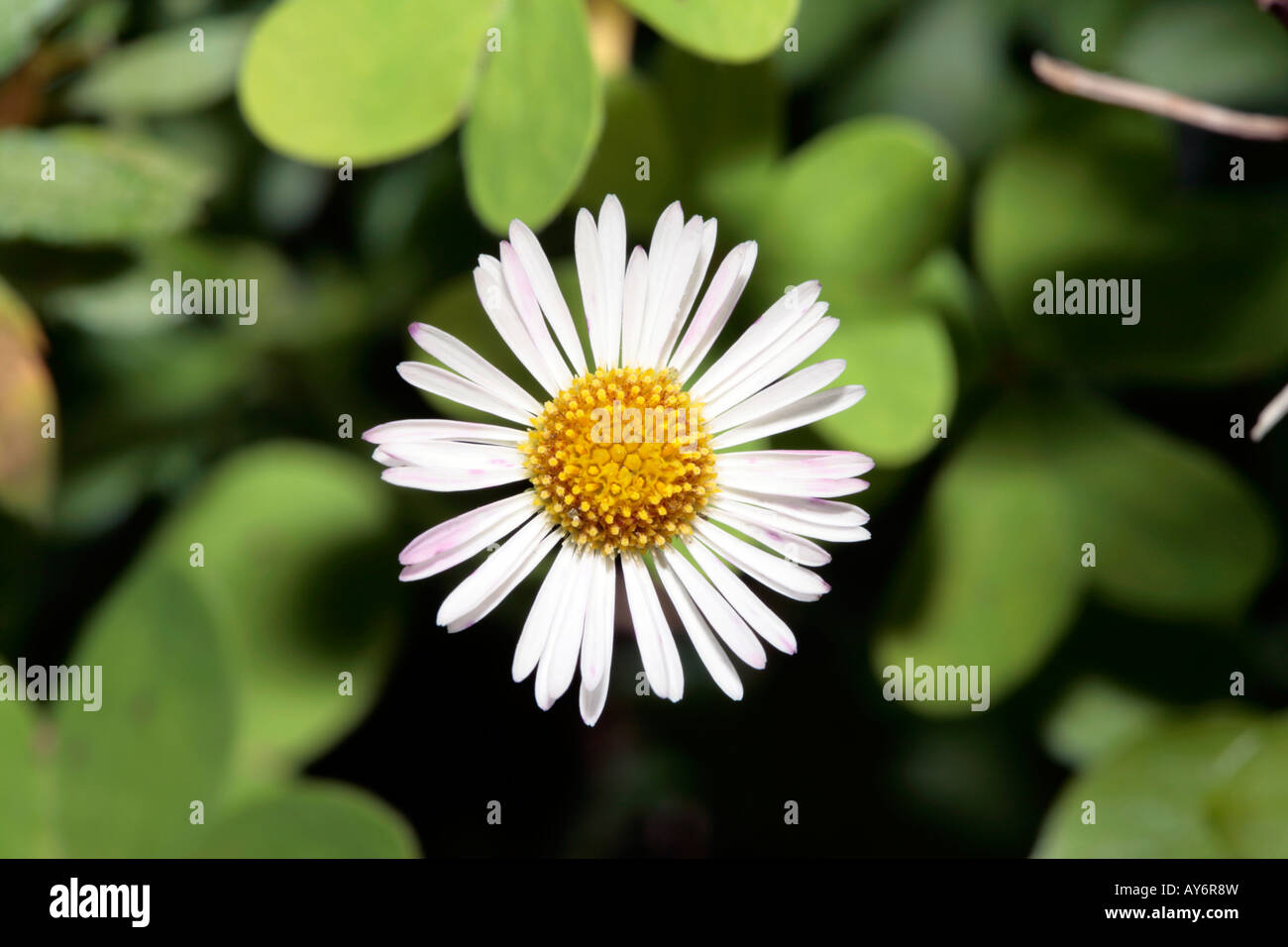 Close-up of English Daisy flower-Bellis perennis-Family Asteraceae Stock Photo