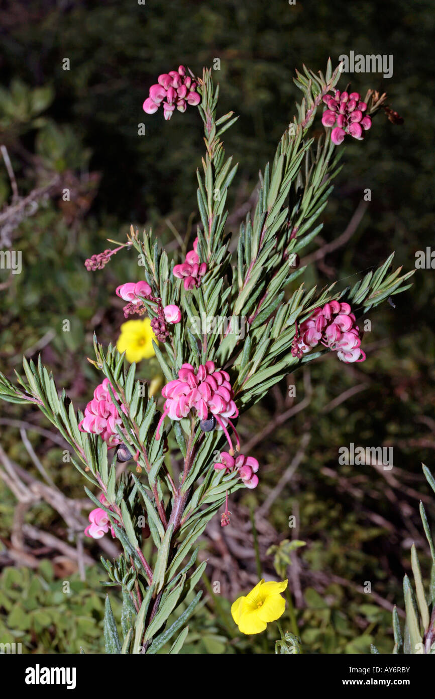 Rosemary GrevilleaGrevillea rosmarinifoliaFamily Proteaceae Stock