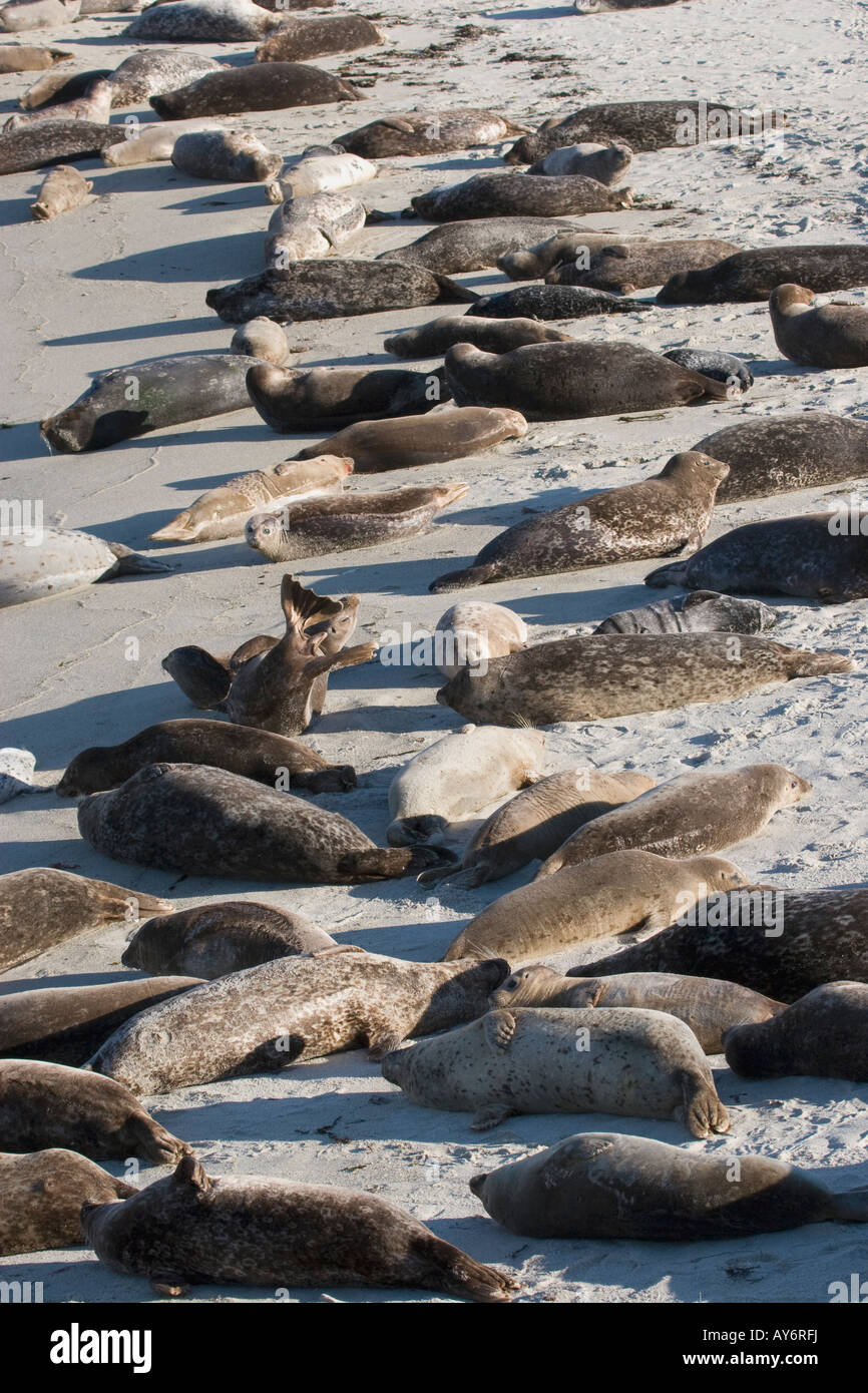 Harbor Seal laying on beach in San Diego California Stock Photo Alamy