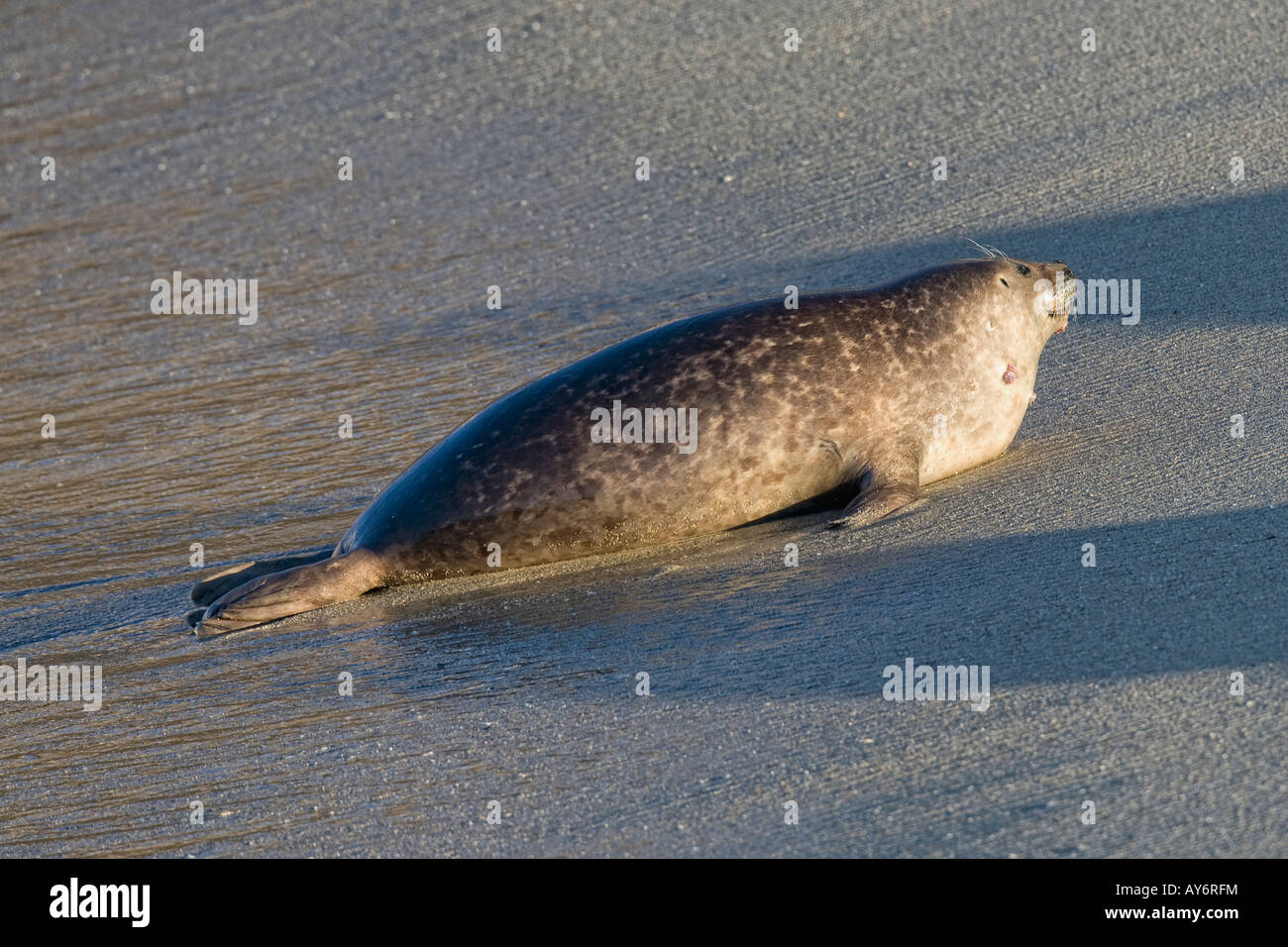 Harbor Seal laying on beach in San Diego California Stock Photo Alamy