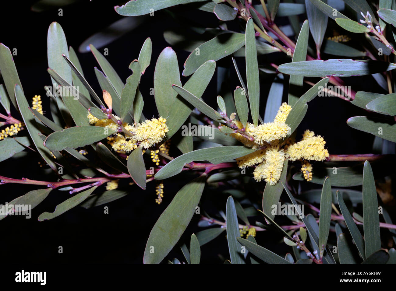 Coastal Myall-Acacia binervia syn. A glaucescens-Family Mimosaceae Stock Photo