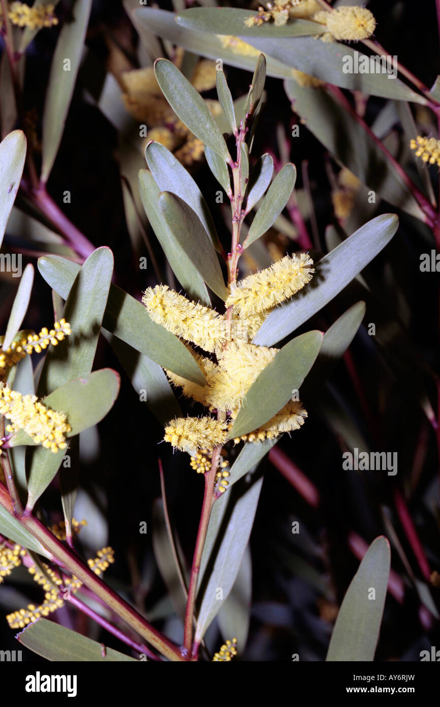 Coastal Myall-Acacia binervia syn. A glaucescens-Family Mimosaceae Stock Photo