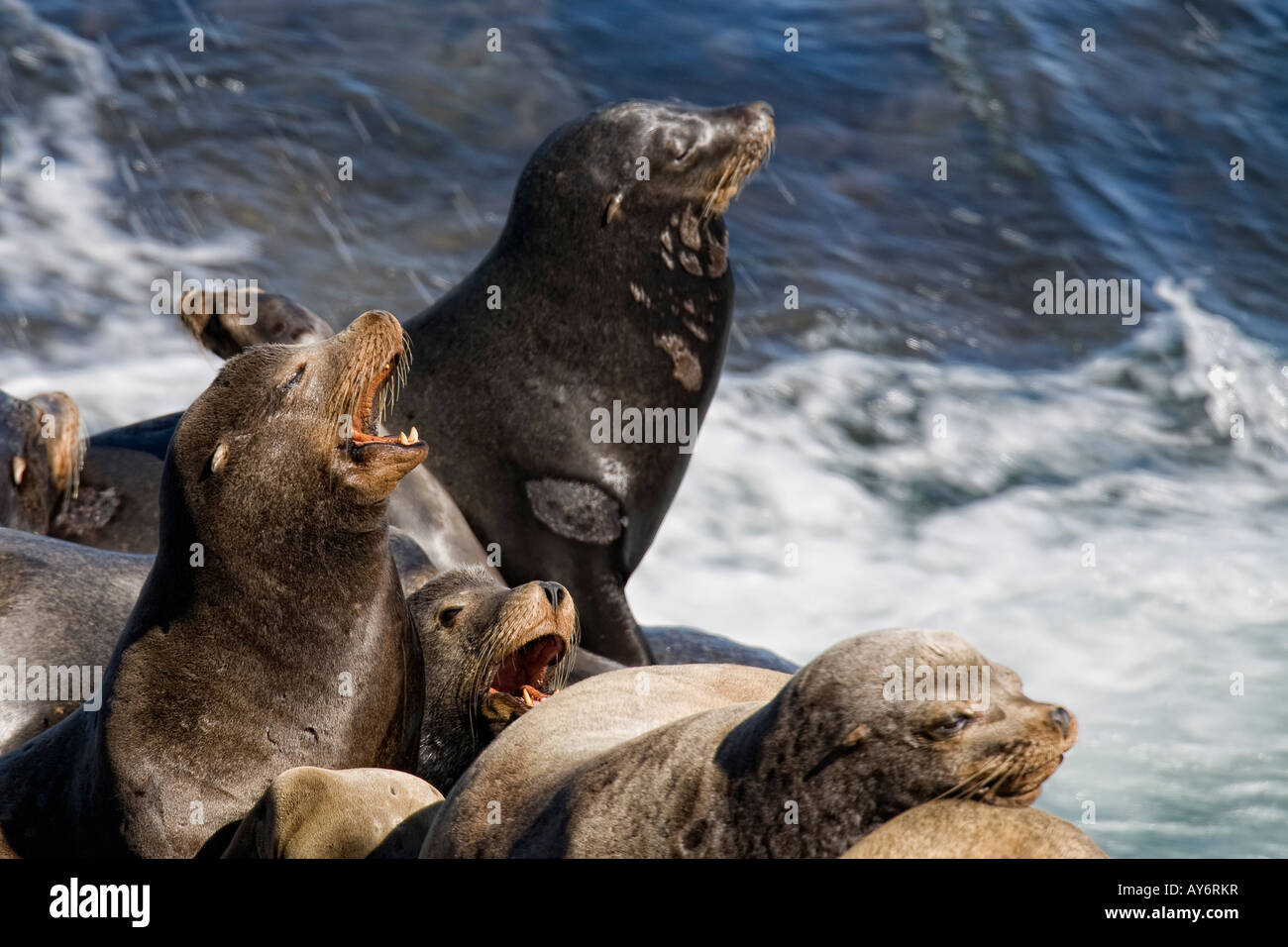 California Sea Lion in San Diego Stock Photo