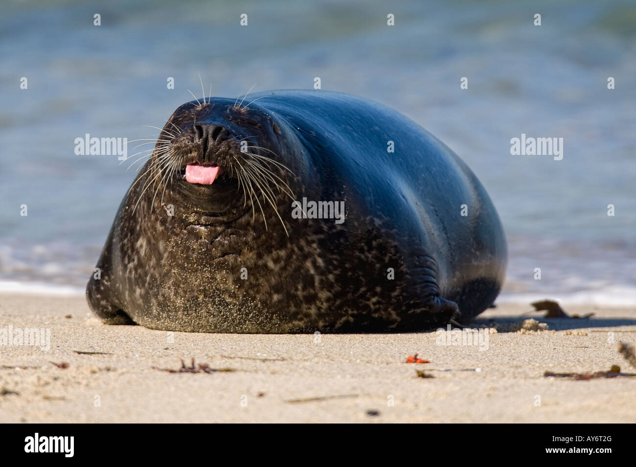 Harbor Seal laying on beach in San Diego California Stock Photo Alamy