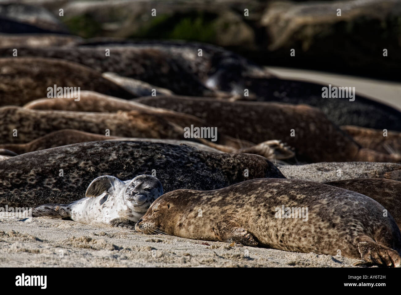 Harbor Seal laying on beach in San Diego California Stock Photo Alamy