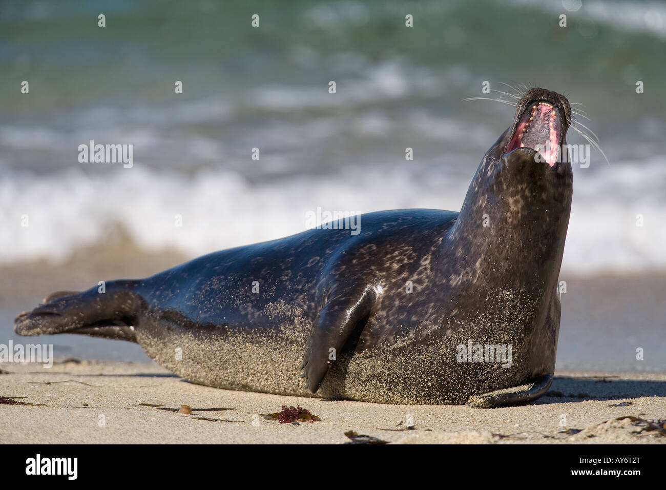 Harbor Seal laying on beach in San Diego California Stock Photo Alamy