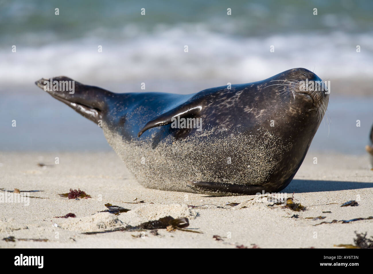 Harbor Seal laying on beach in San Diego California Stock Photo Alamy