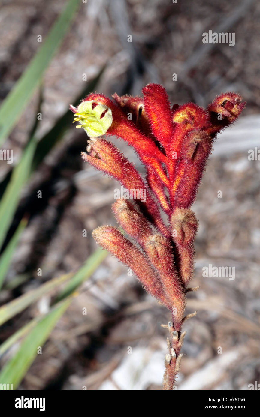 Red Kangaroo Paw-Anigozanthos rufus-Family Haemodoraceae Stock Photo