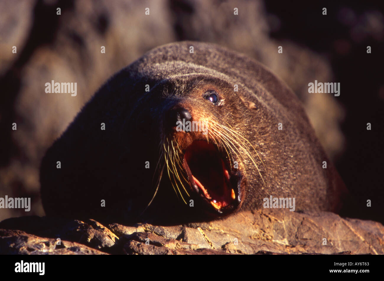 New Zealand Fur Seal Yawning Arctocephalus forsteri Sinclair Head North Island New Zealand Stock Photo