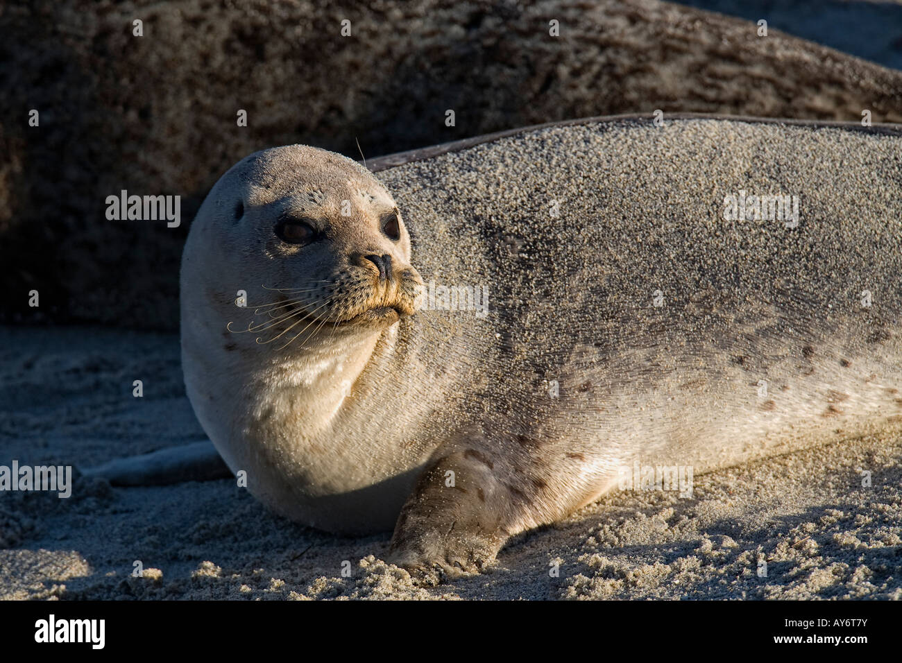 Harbor Seal laying on beach in San Diego California Stock Photo Alamy