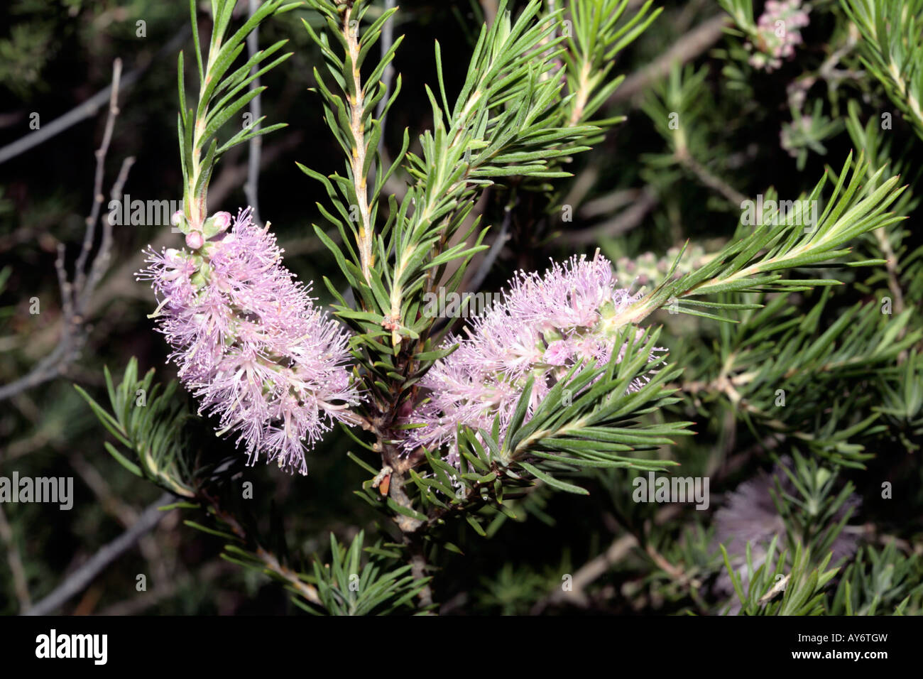 Bracelet Honey-myrtle-Melaleuca armillaris ssp. akineta- Family Myrtaceae Stock Photo