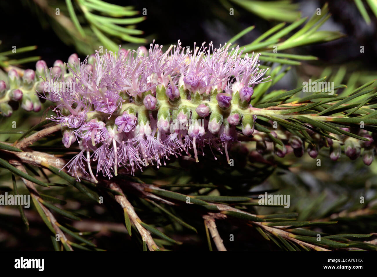 Bracelet Honey-myrtle-Melaleuca armillaris ssp. akineta- Family Myrtaceae Stock Photo