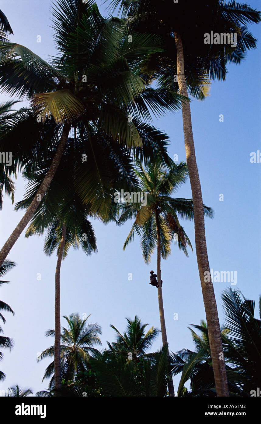 Man climbing palm trees for coconut Stock Photo - Alamy