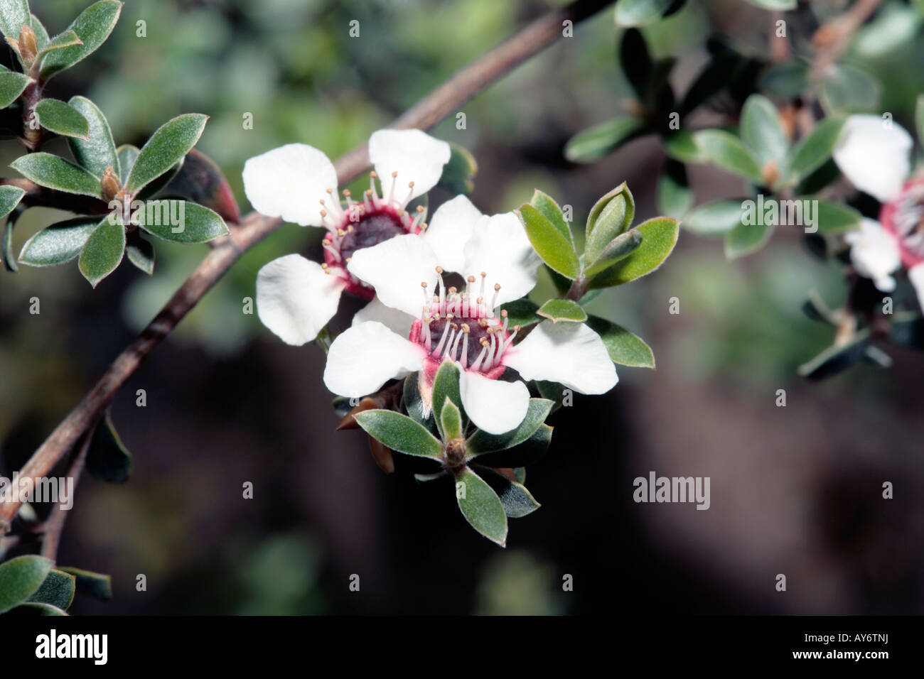 Tea-tree Flower-Leptospermum-Family Myrtaceae Stock Photo