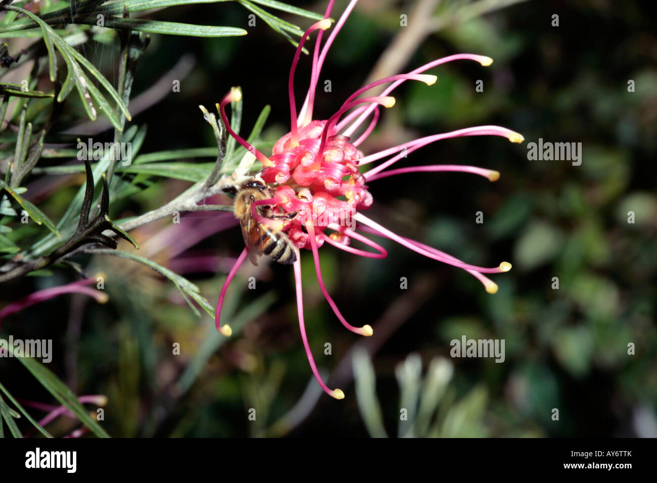 Grevillea Flowers and Honey Bee-Grevillea juniperina and Apis mellifera- Family Proteaceae Stock Photo