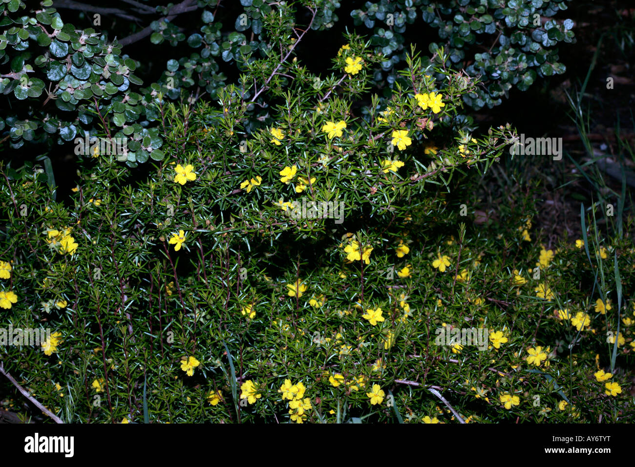 Hairy Guinea Flower-Hibbertia vestita-Family Dilleniaceae Stock Photo