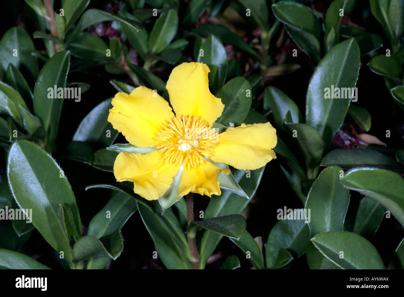 Climbing Guinea Flower-Hibbertia scandens-Family Dilleniaceae Stock Photo