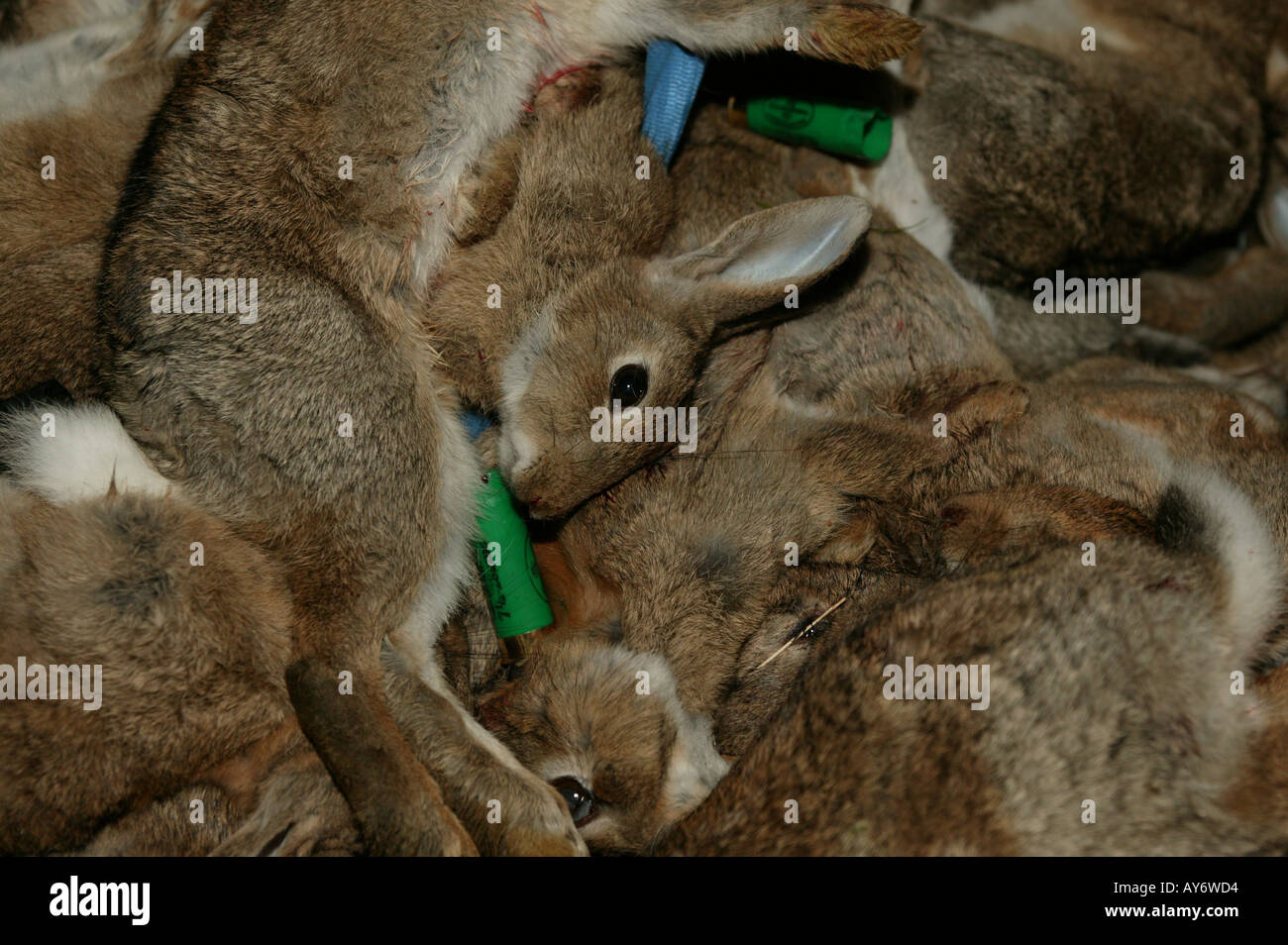 a pile of dead rabbits Stock Photo 5554643 Alamy