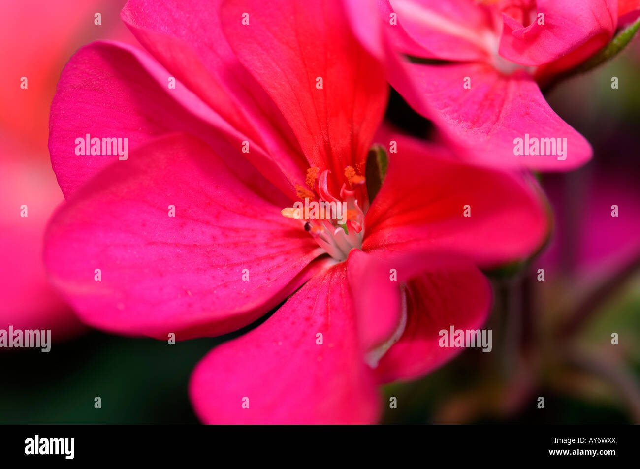 Closeup of a deep pink Geranium Pelargonium x hortorum. Oklahoma, USA. Stock Photo