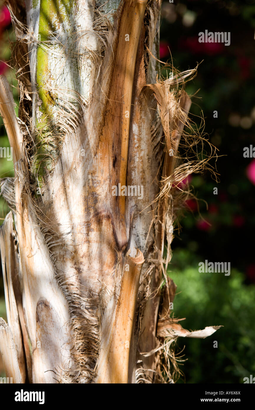 Palm tree bark peeling hires stock photography and images Alamy