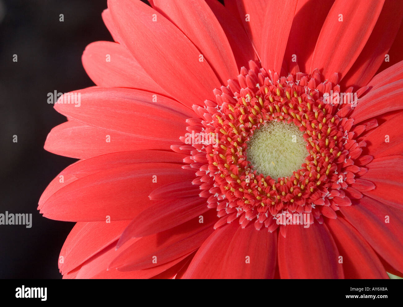 Gerbera Daisy sunflower Stock Photo Alamy
