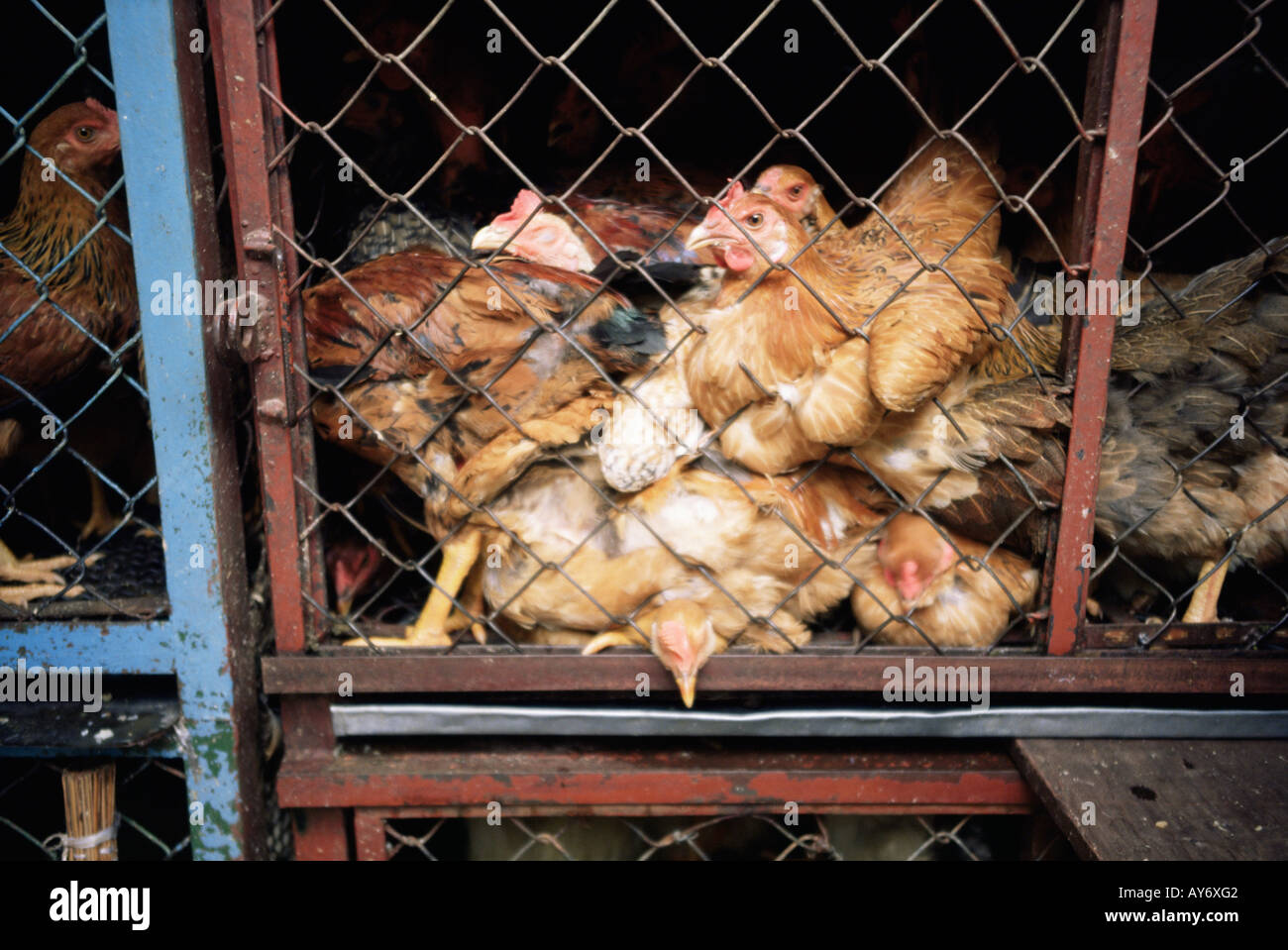 Chickens squashed together in cage Stock Photo