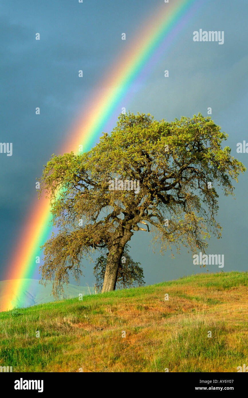 brilliant rainbow over giant oak tree in the California foothills in springtime during rain storm Stock Photo