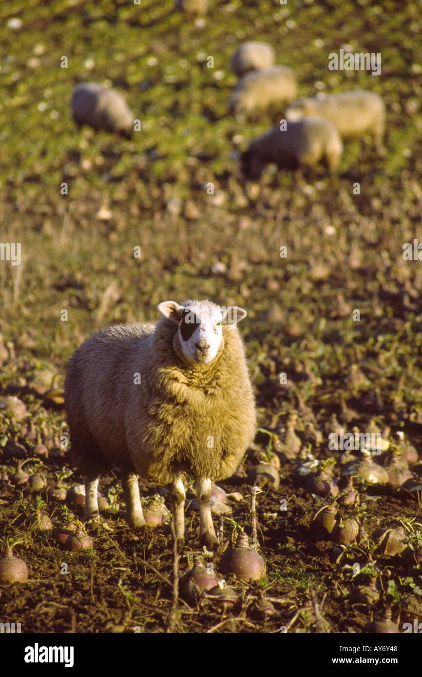 Yorkshire animals sheep eating turnips in winter field Stock Photo Alamy