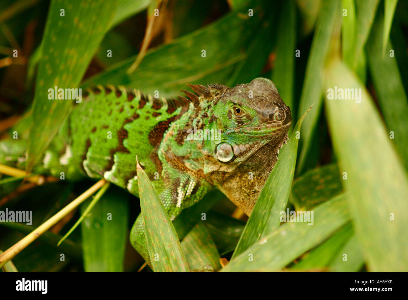 Green Iguana. Is a genus of lizard native to tropical areas of Central and South America and the Caribbean. Stock Photo