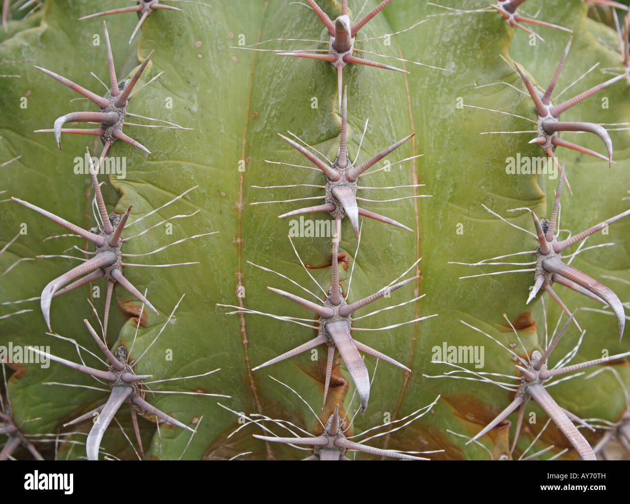 Cactus Ferocactus Herrerae close up Stock Photo