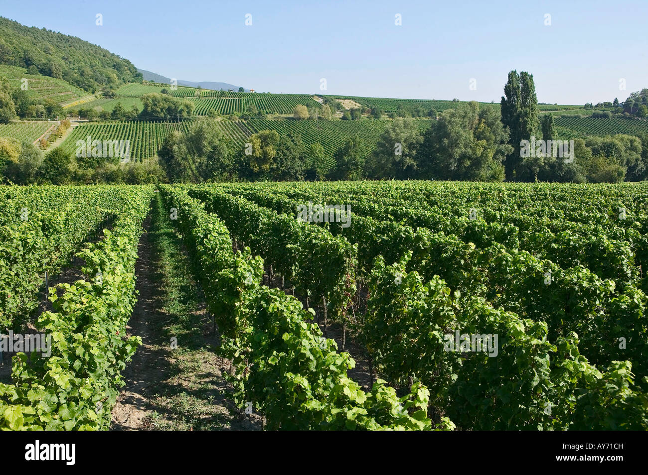 Winery in Pfalz Germany Europe Stock Photo