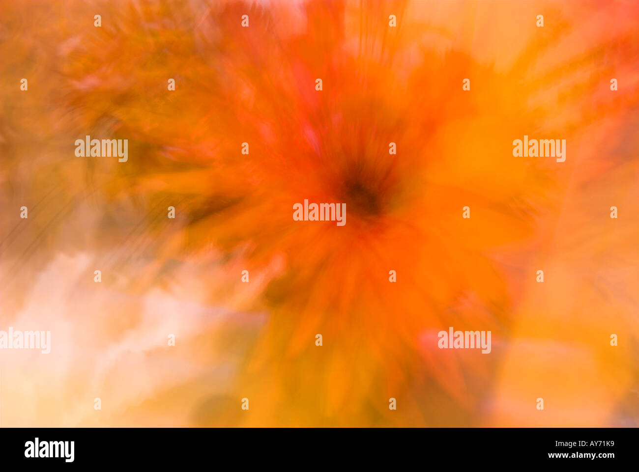 Abstract flower photo with long exposure and zooming movement Stock Photo