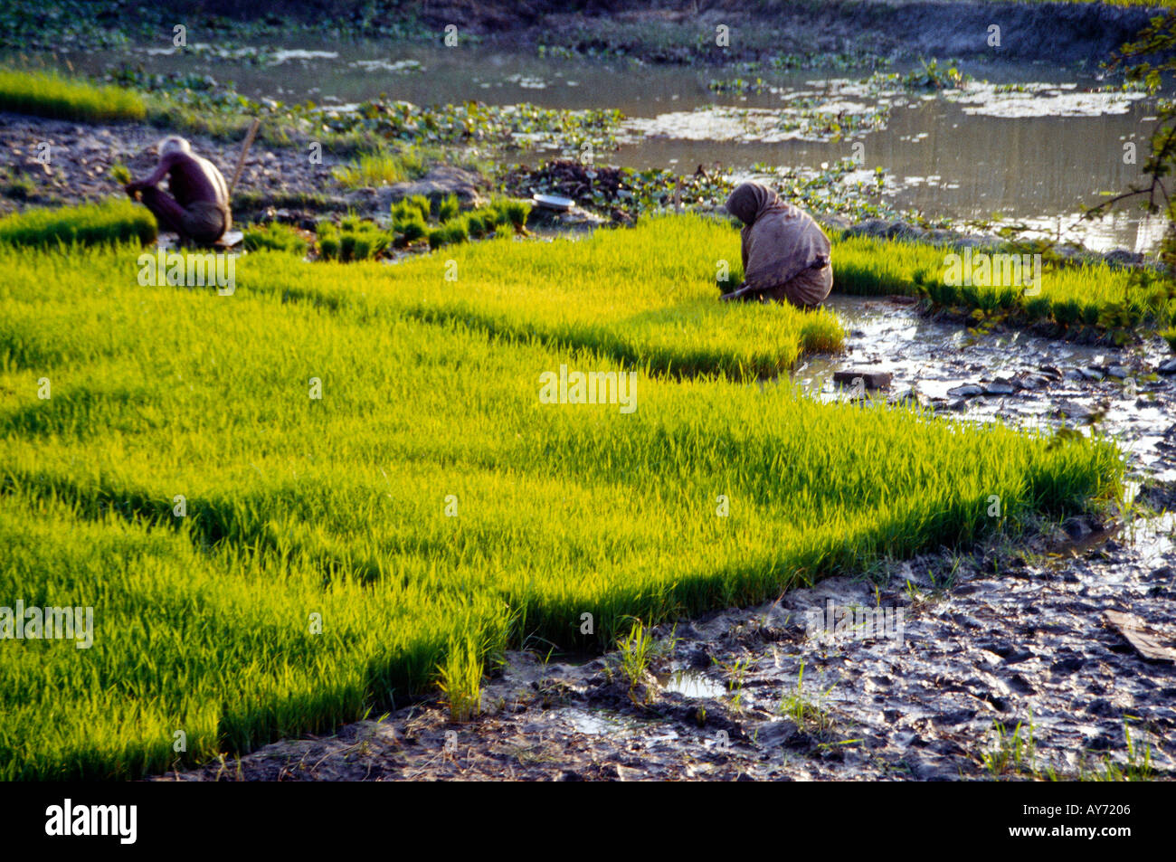 Bengal India Rice Fields Hoogly Flat River Plain Tributary Of Ganges Stock Photo