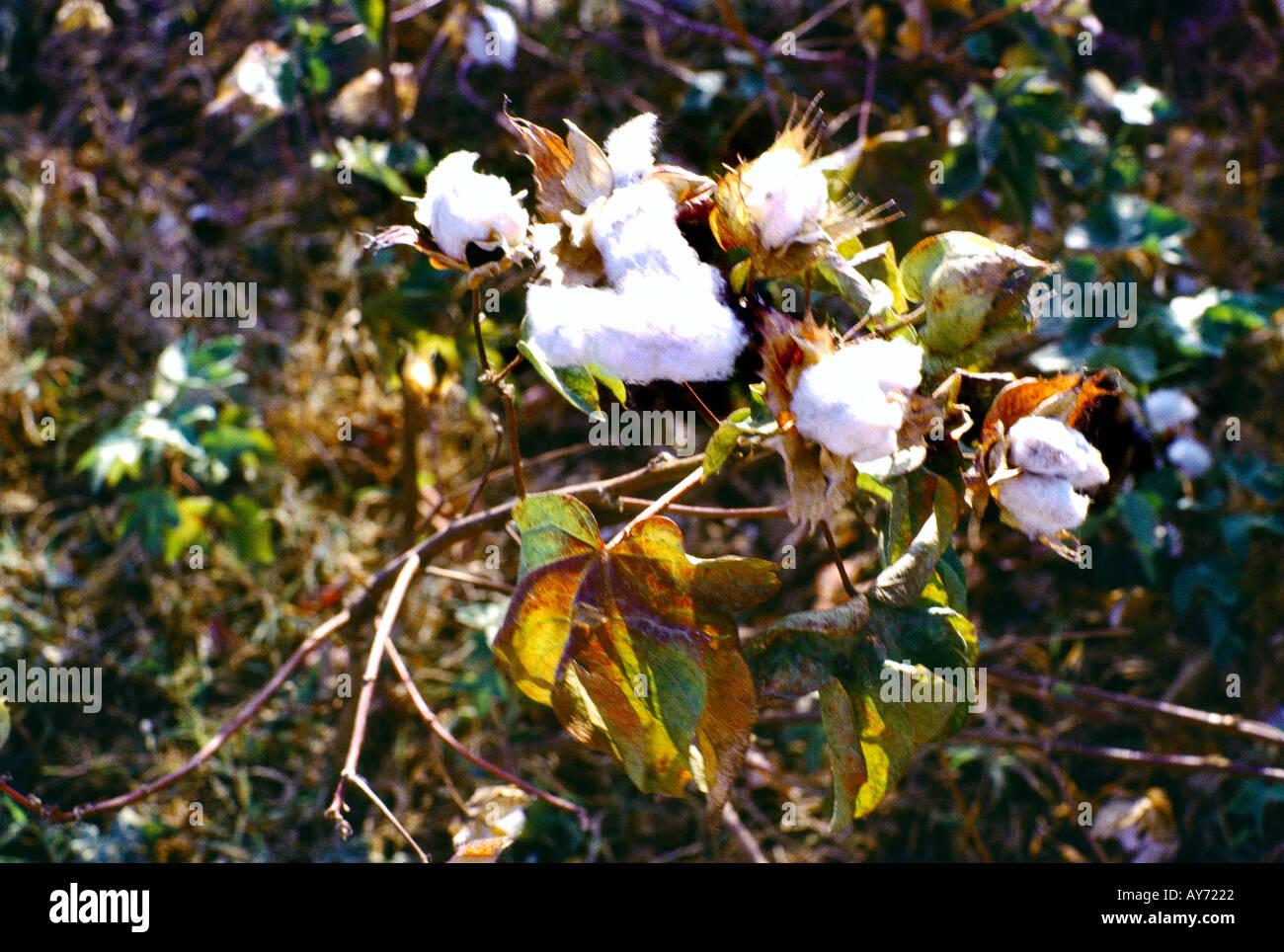 Wadi Medani Sudan Cotton Growing Stock Photo