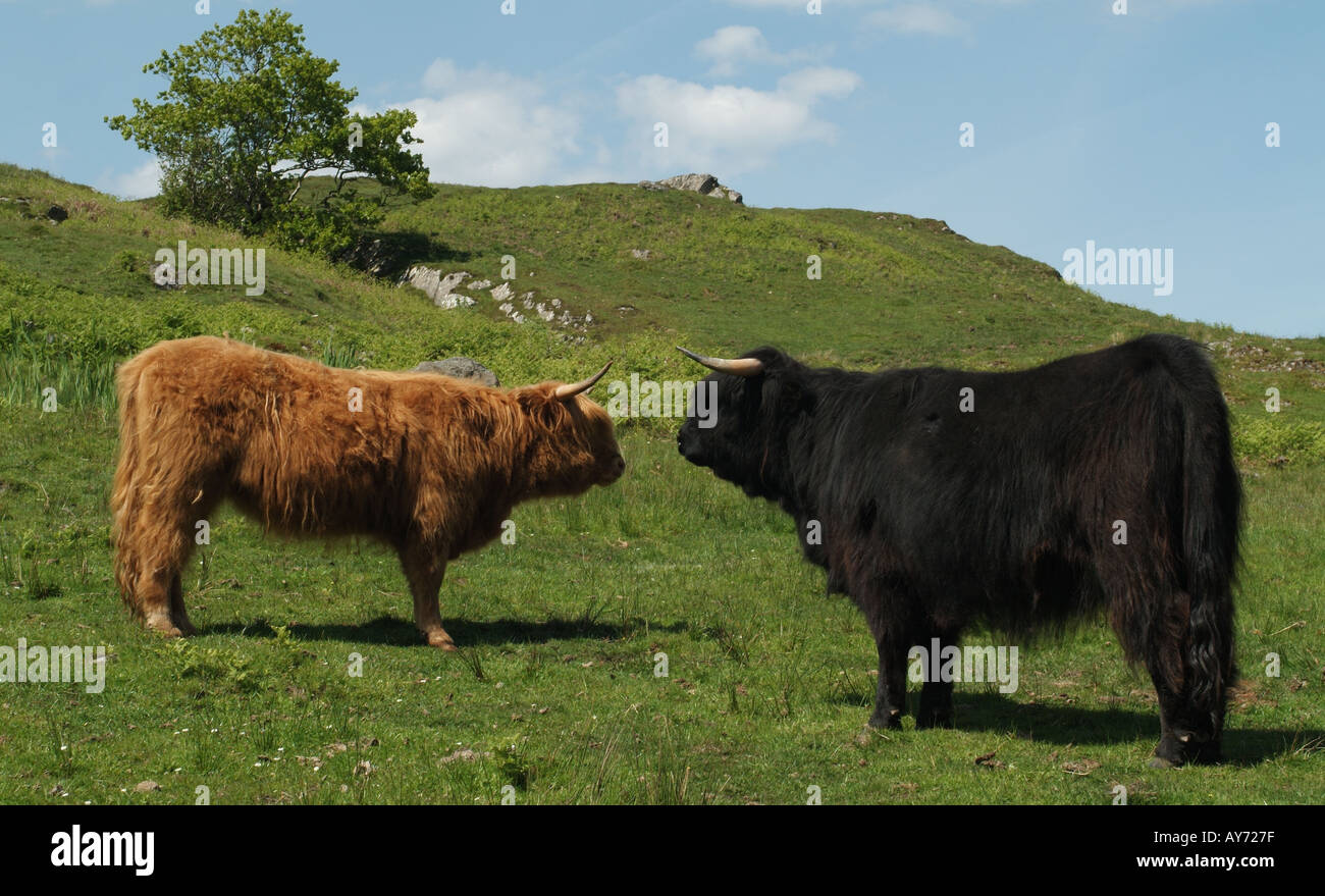 Young Highland Cattle go head to head, Highland, Scotland, UK. Stock Photo