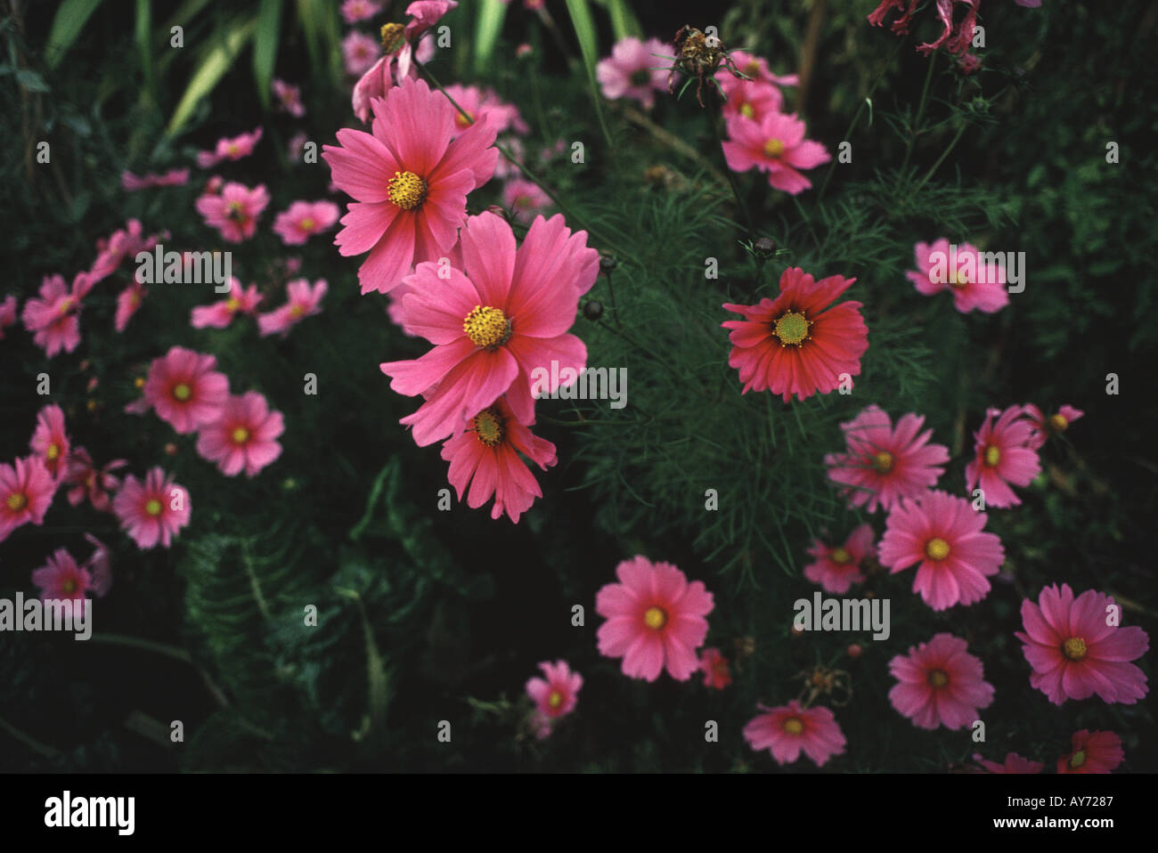Bright pink cosmos in garden Stock Photo