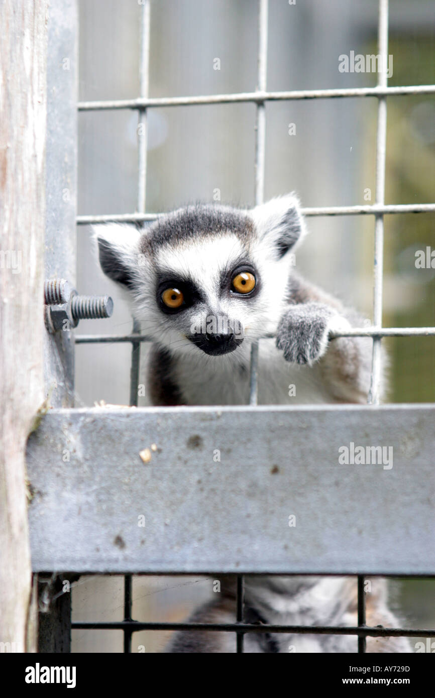 Ring tailed lemur Newquay Zoo Cornwall UK Stock Photo